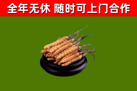 淮阴烟酒回收冬虫夏草.jpg
